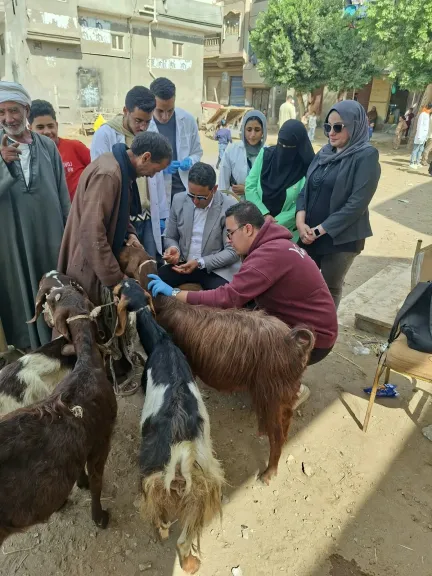 جامعة كفر الشيخ تعالج 360 حالة حيوانية وتقدم خدمات بيطرية لـ3100 حالة دواجن مجانًا