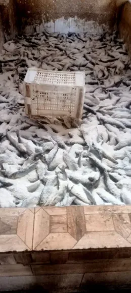 ضبط 6.5 طن رنجة غير صالحة و1500 قطعة مستحضرات ومستلزمات منتهية الصلاحية بالقليوبية والغربية