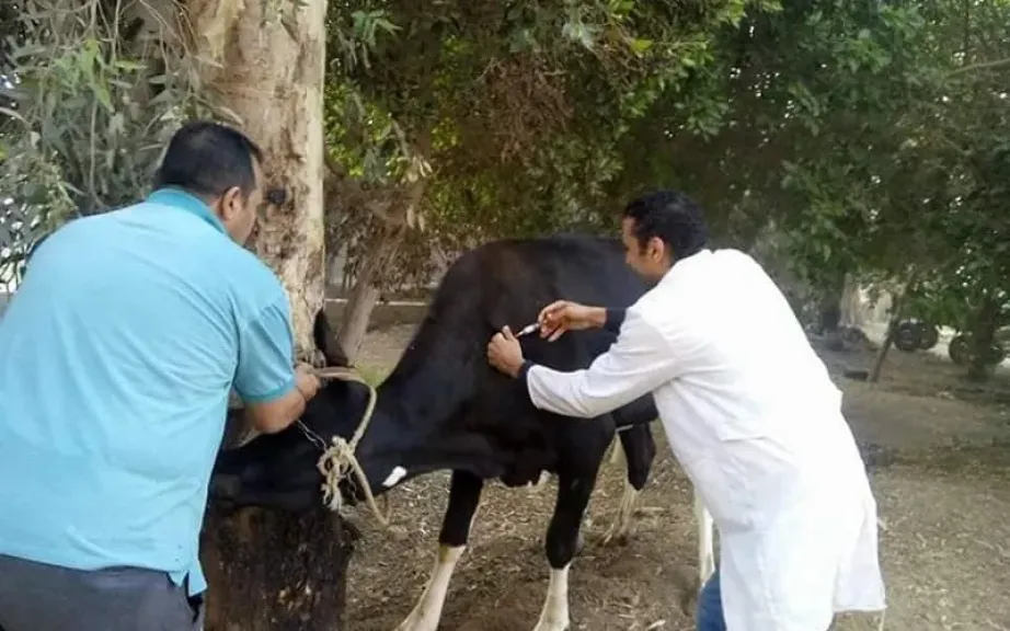 غدًا.. الزراعة تبدأ تحصين الأبقار والأغنام ضد مرضين بجميع المحافظات