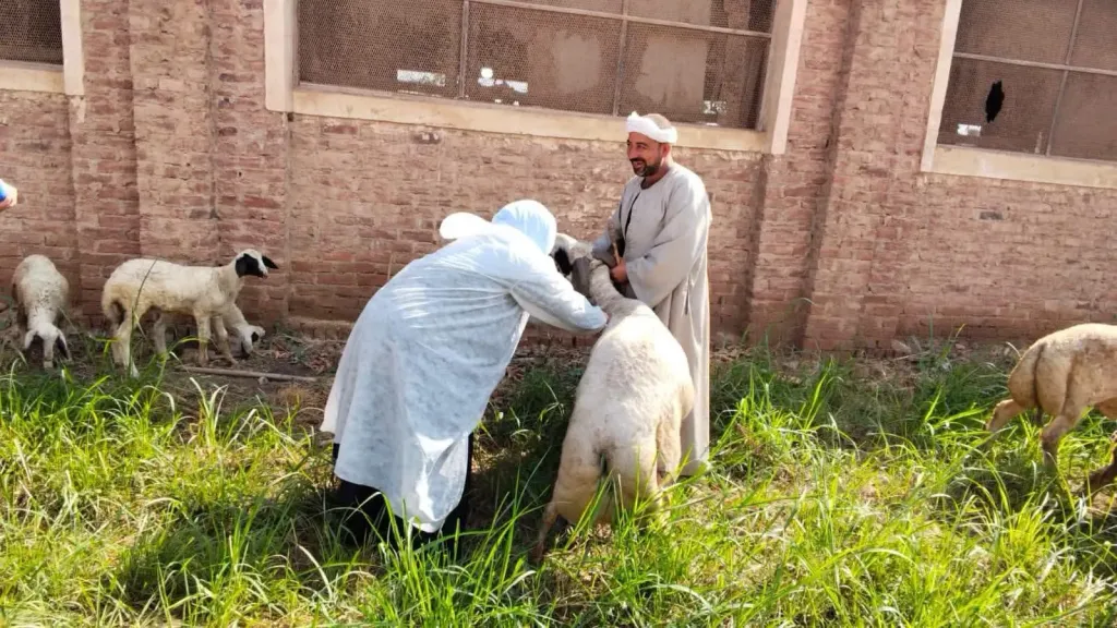 لحماية الثروة الحيوانية.. الطب البيطري بالقليوبية يطلق حملة للتحصين ضد مرضين وبائيين