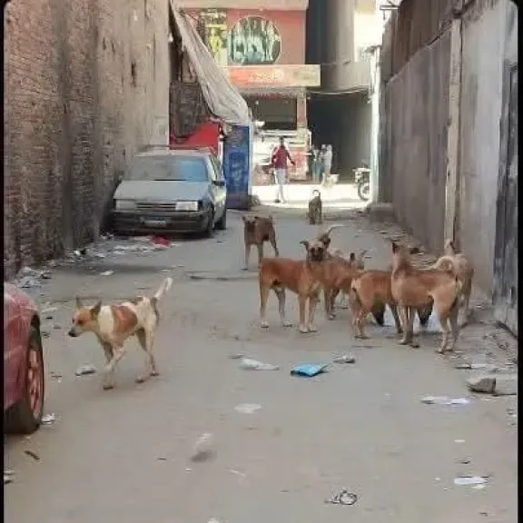 وفاة طفلة في هجوم كلاب ضالة بحدائق أكتوبر تثير الغضب.. ومطالبات بتدخل عاجل لحماية السكان