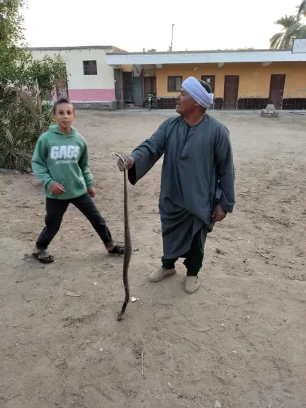 مصدر تعليمي يكشف حقيقة ظهور ثعبان ضخم بمدرسة محفوظ شريف بالفيوم